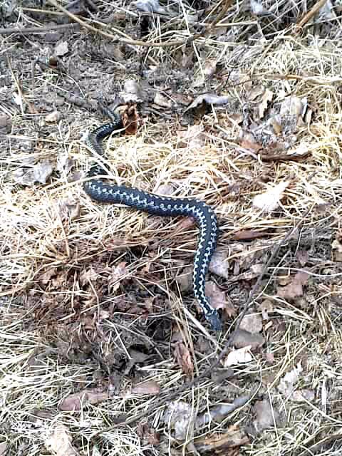 Valokuvaaja: Inka ahonen