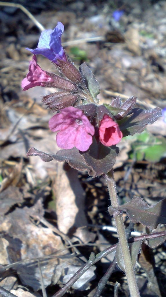 Valokuvaaja: anneli manninen
