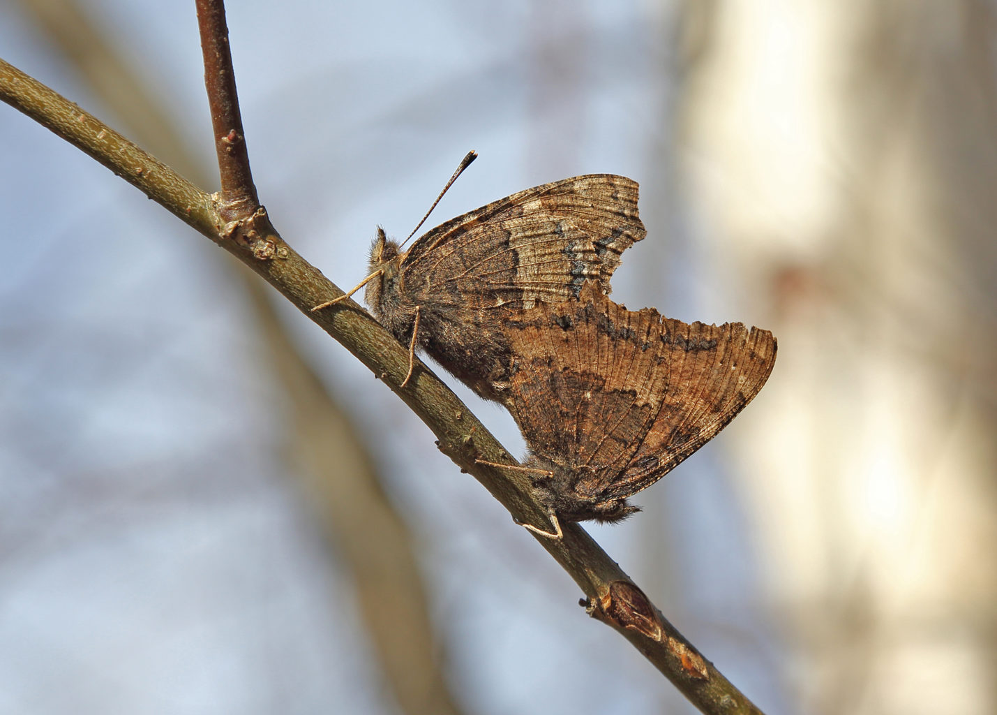 Valokuvaaja: Helmut Diekmann