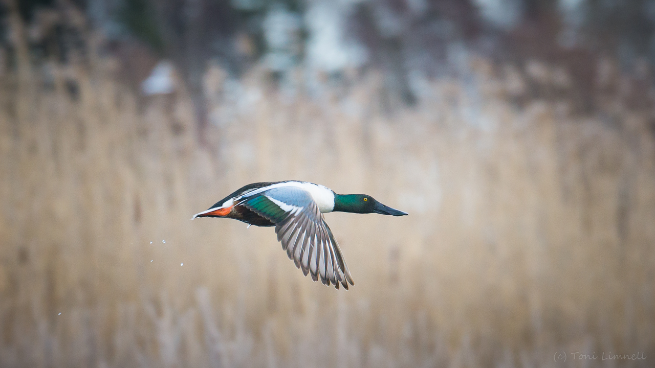 Valokuvaaja: Toni Limnell