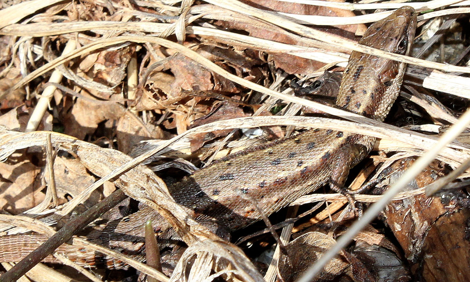 Valokuvaaja: marjo-riita le maut