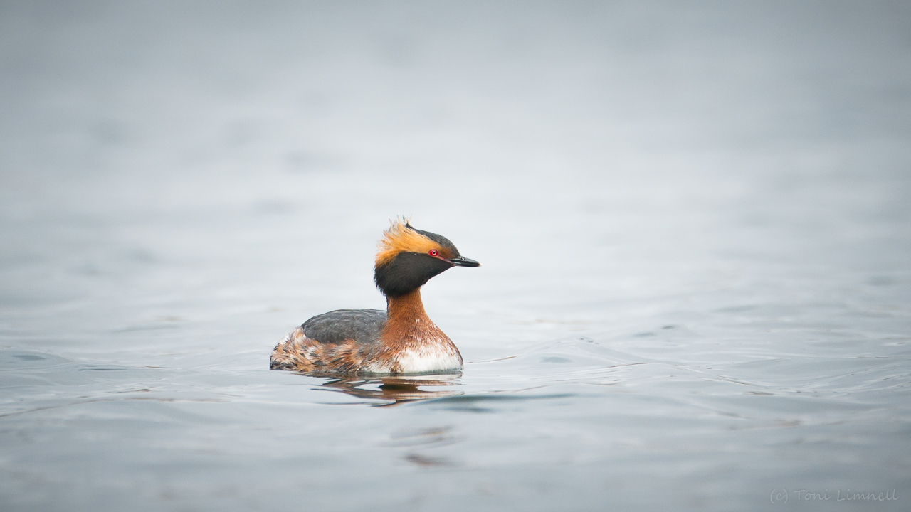 Valokuvaaja: Toni Limnell