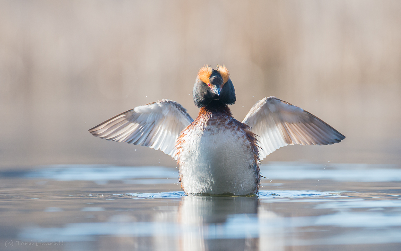 Valokuvaaja: Toni Limnell