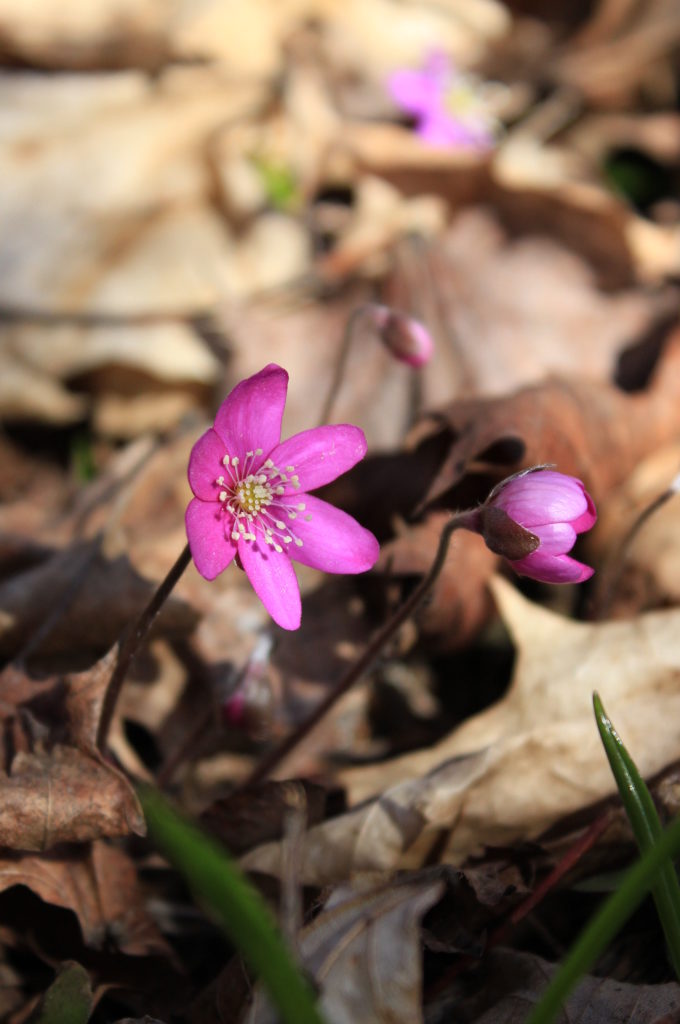 Valokuvaaja: Tuulia Verronen