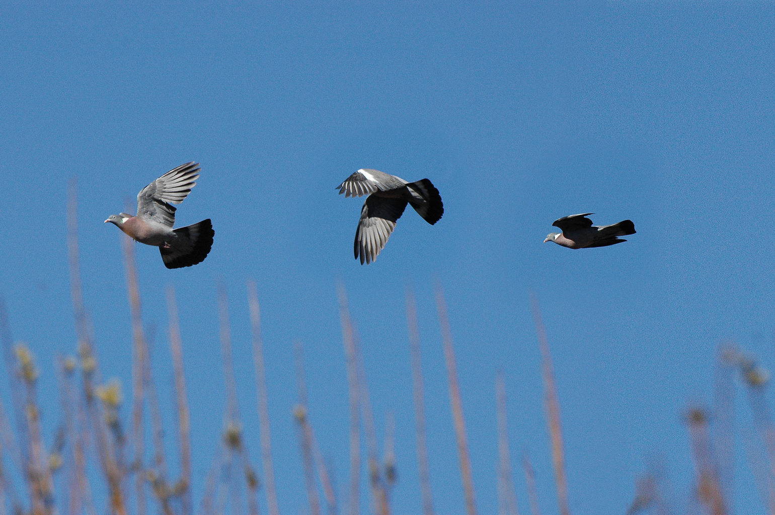 Valokuvaaja: Paavo Siukonen