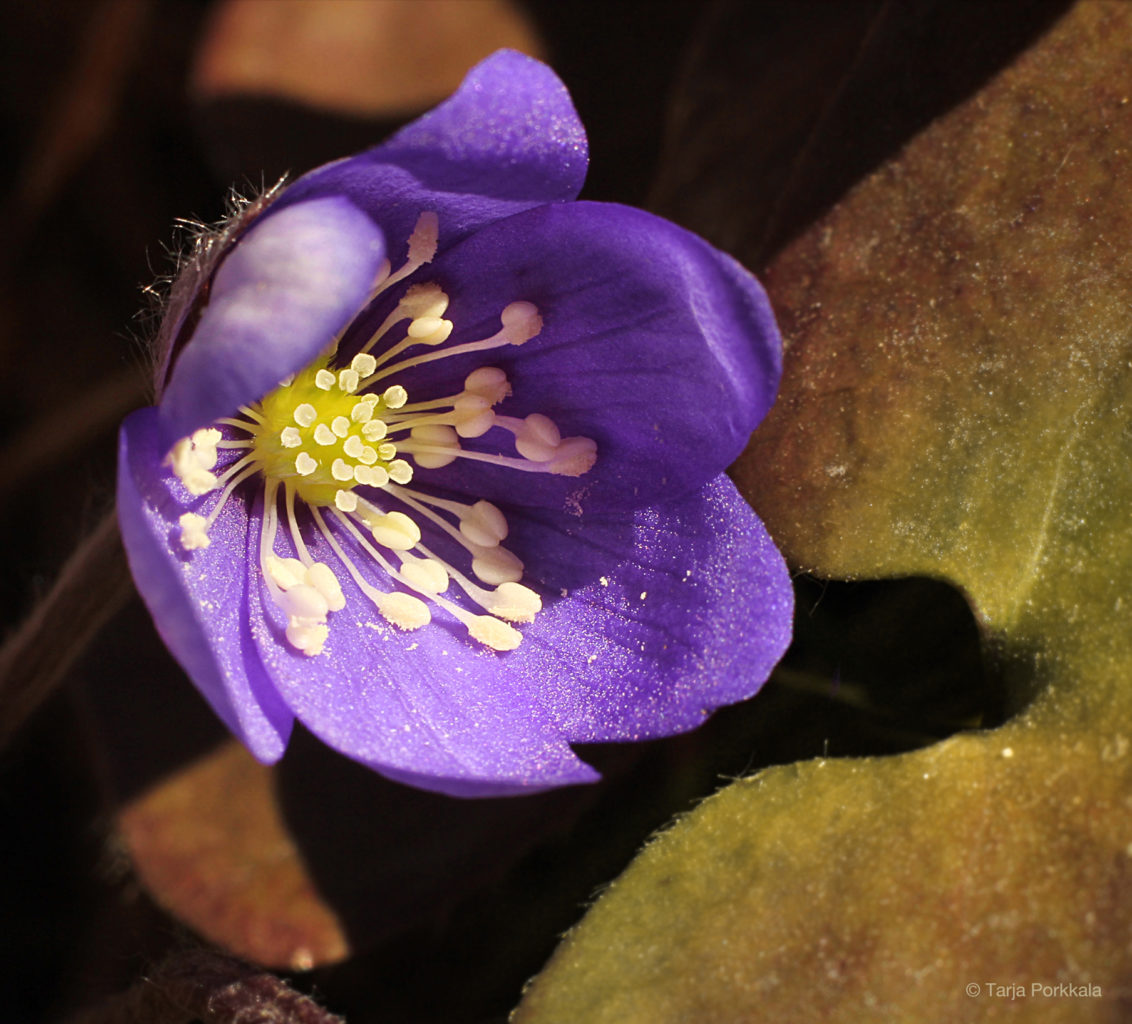 Valokuvaaja: Tarja Porkkala