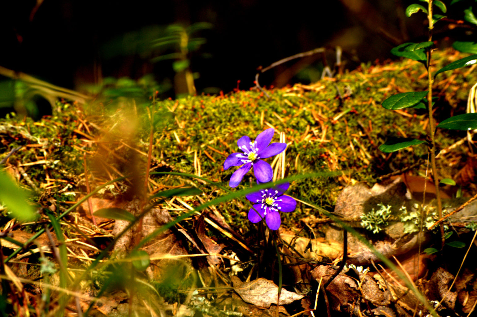Valokuvaaja: Päivi Aikioniemi