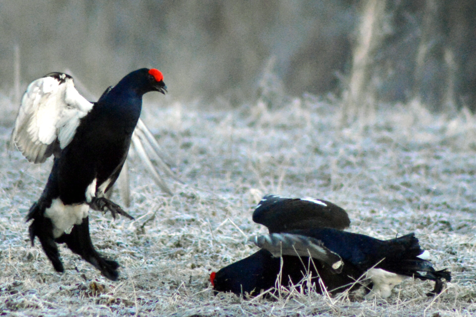 Valokuvaaja: Eetu Berg