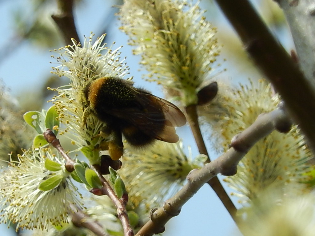 Valokuvaaja: Pirkko Siukonen