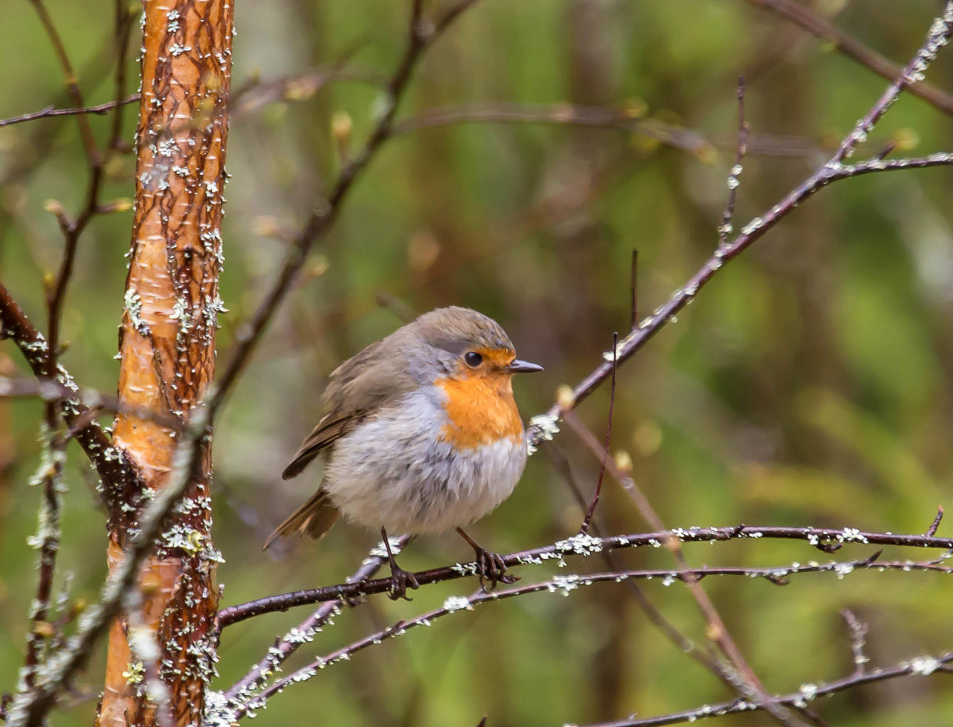 Valokuvaaja: Irma Kortekallio