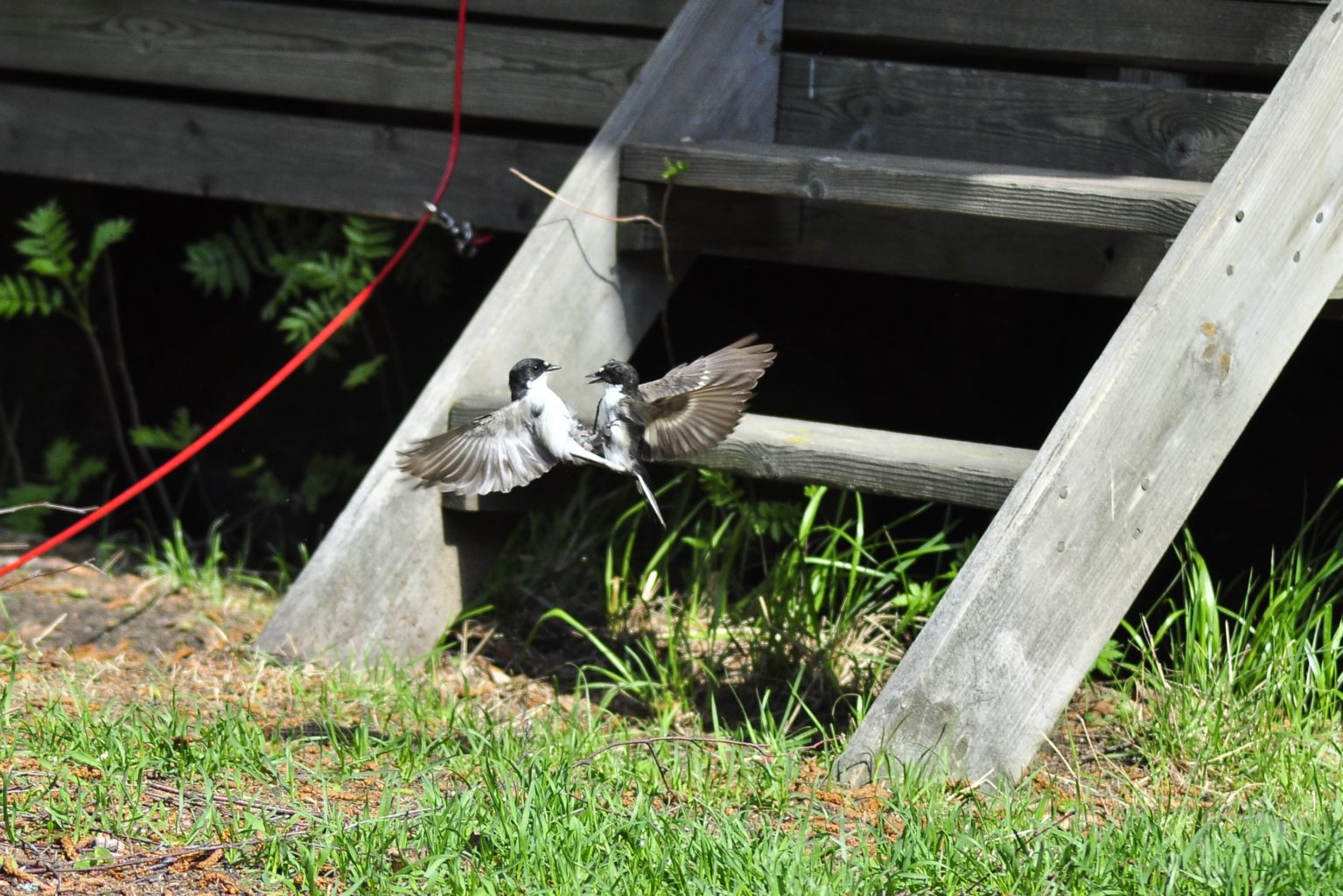 Valokuvaaja: Yvonne Okkola