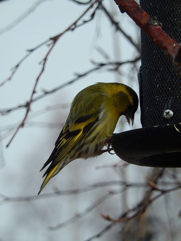 Valokuvaaja: Pirkko Siukonen Valokuvaaja: Pirkko Siukonen