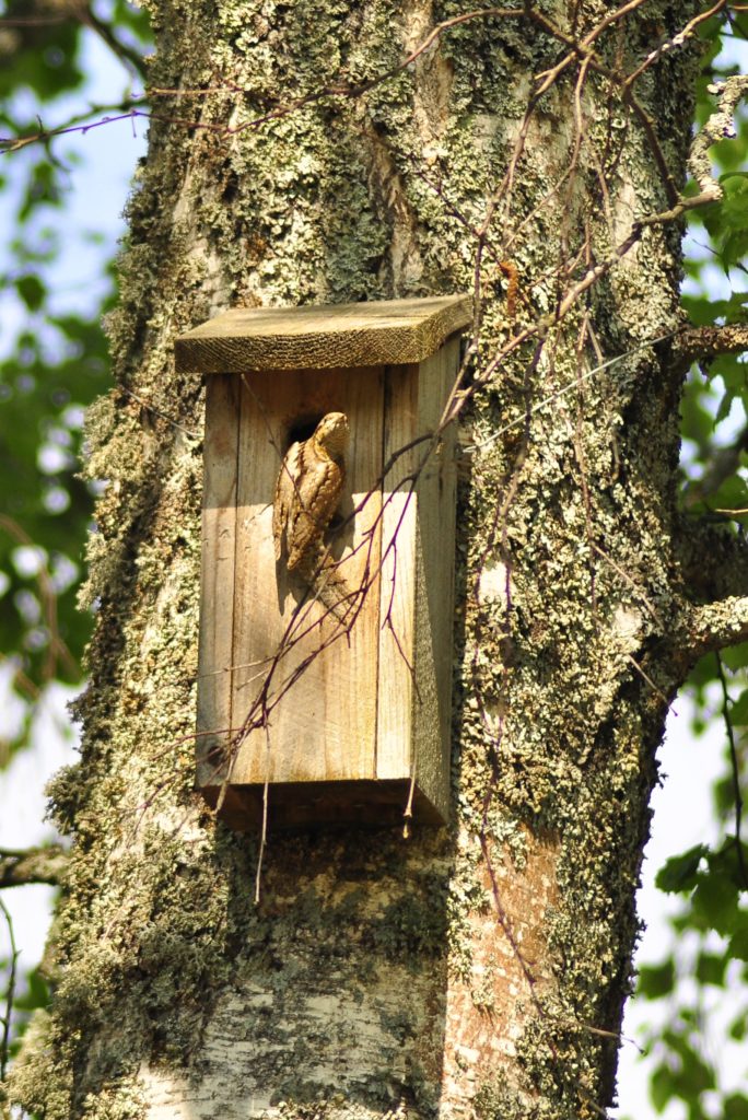 Valokuvaaja: Yvonne Okkola