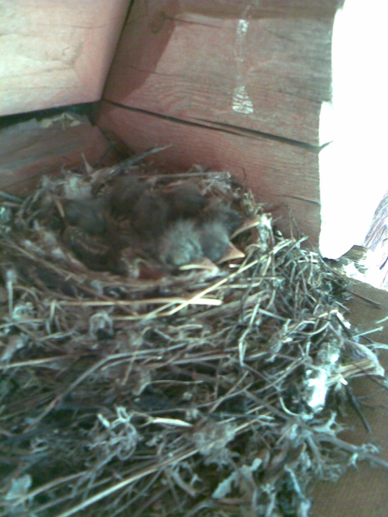 Valokuvaaja: Pirjo Kokko