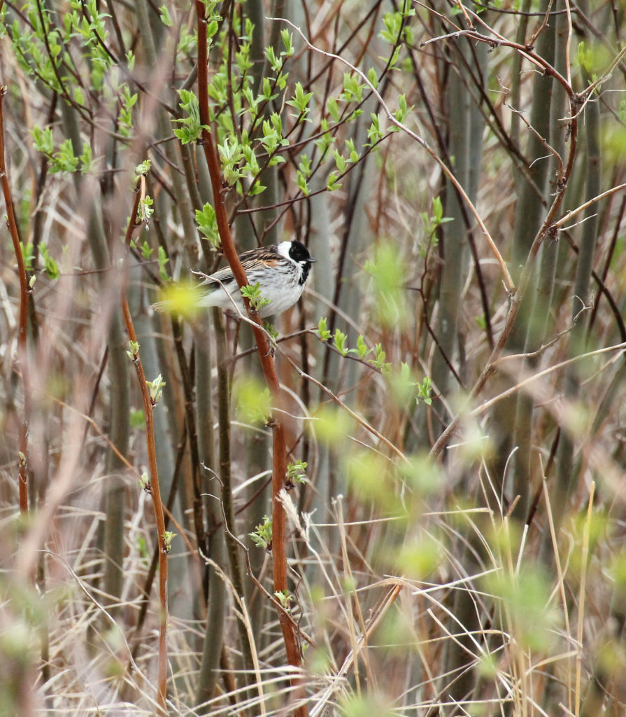 Valokuvaaja: Katri Mäkinen Valokuvaaja: Katri Mäkinen