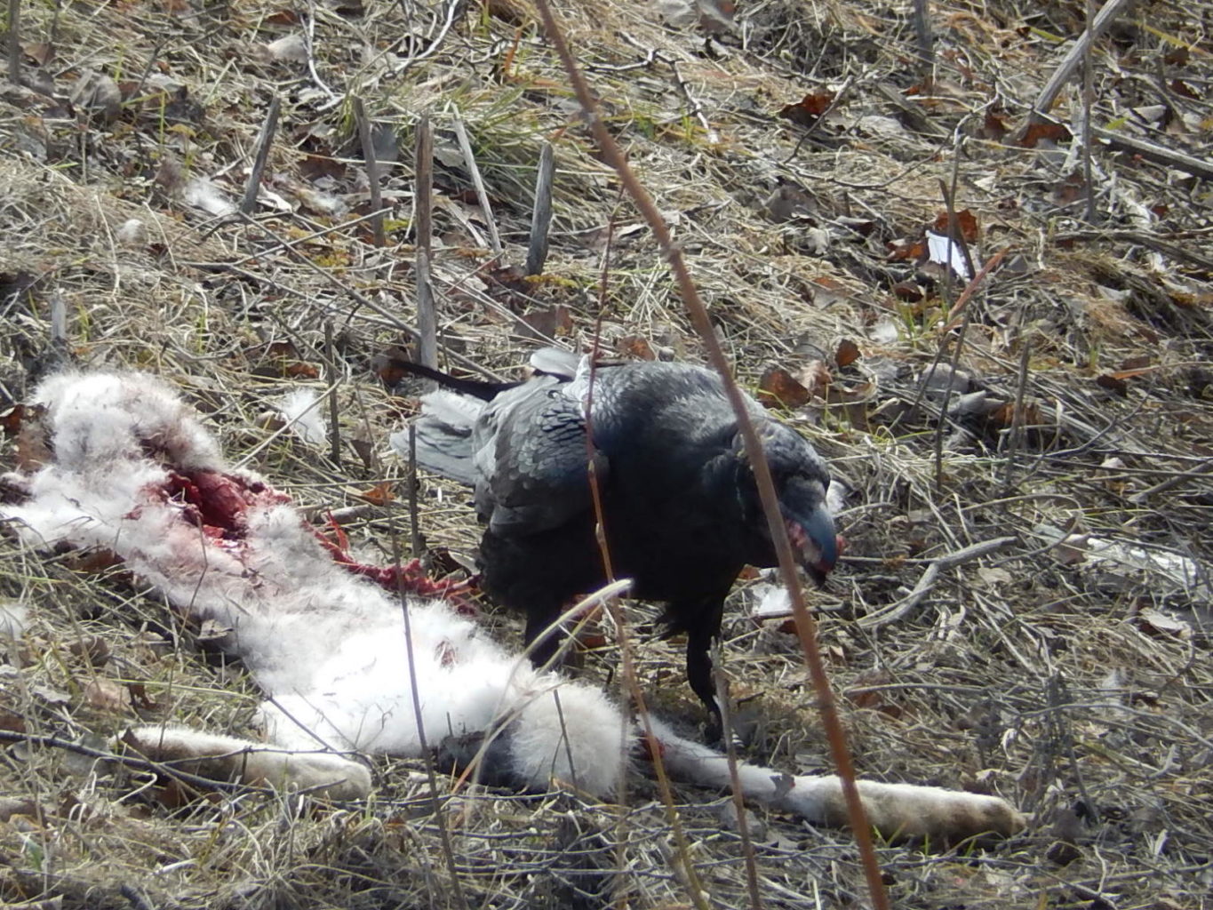 Valokuvaaja: Pirkko Siukonen