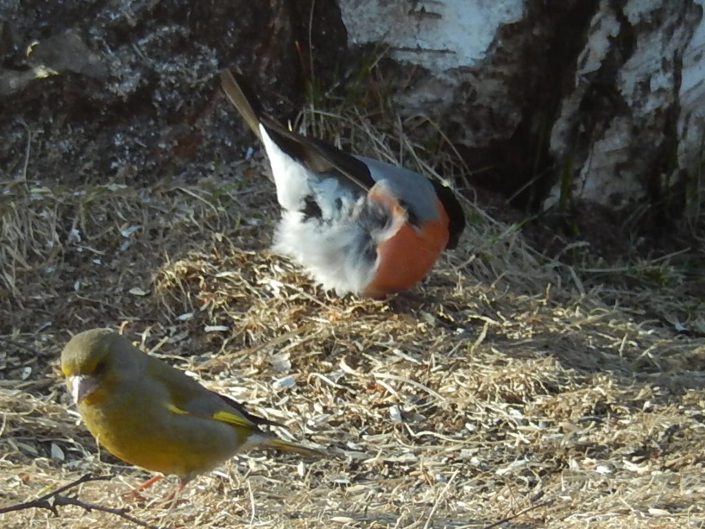 Valokuvaaja: Pirkko Siukonen