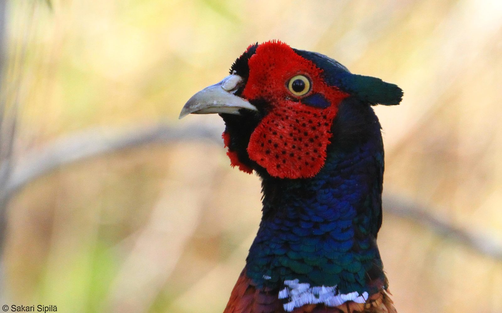 Valokuvaaja: Sakari Sipilä