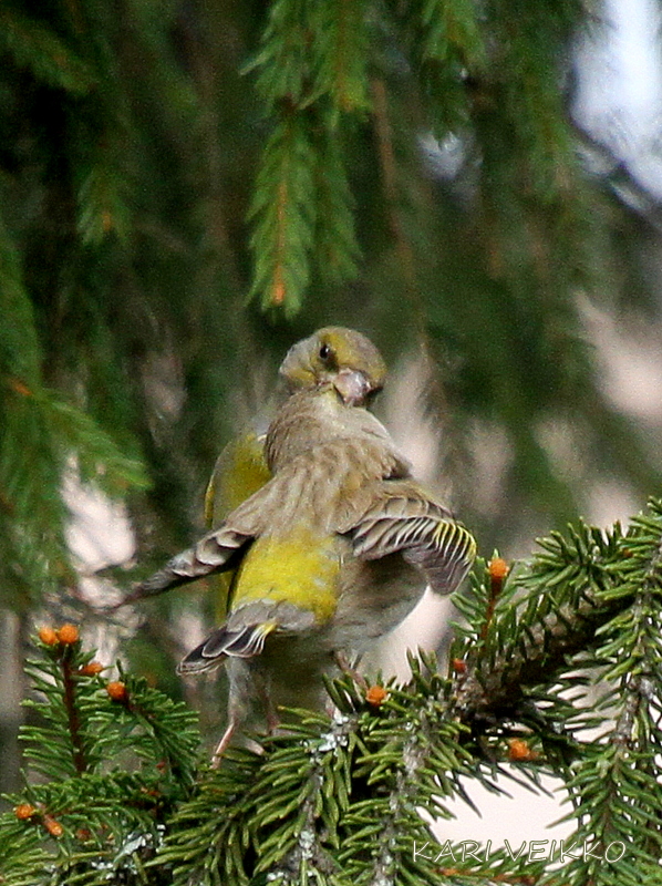 Valokuvaaja: Kari Veikko