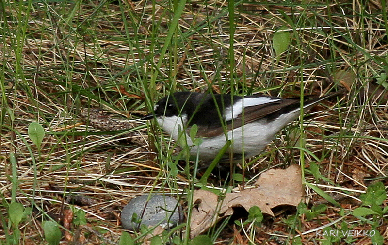 Valokuvaaja: Kari Veikko