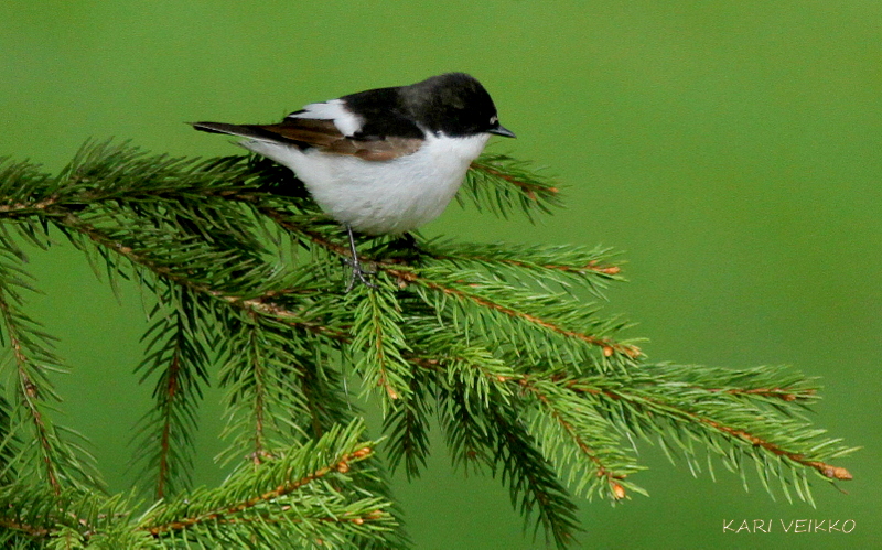 Valokuvaaja: Kari Veikko
