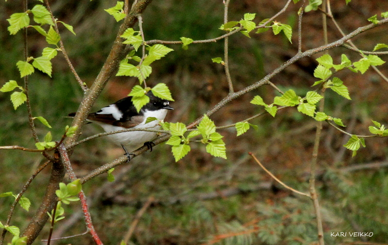 Valokuvaaja: Kari Veikko