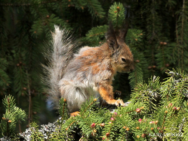 Valokuvaaja: Kari Veikko