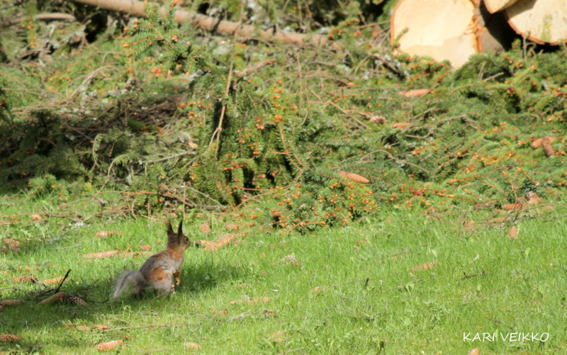 Valokuvaaja: Kari Veikko