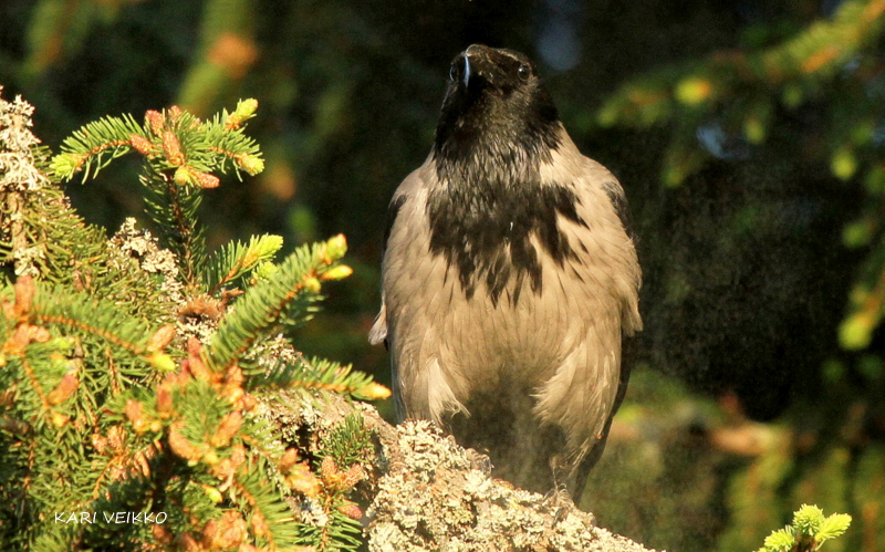 Valokuvaaja: Kari Veikko