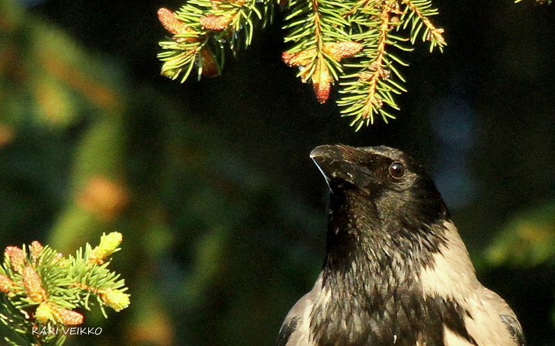 Valokuvaaja: Kari Veikko