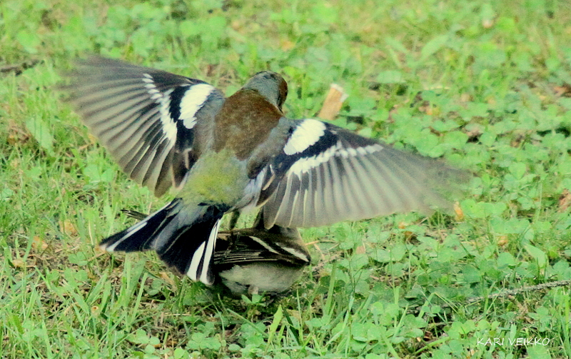 Valokuvaaja: Kari Veikko