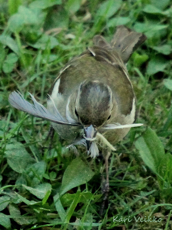 Valokuvaaja: Kari Veikko