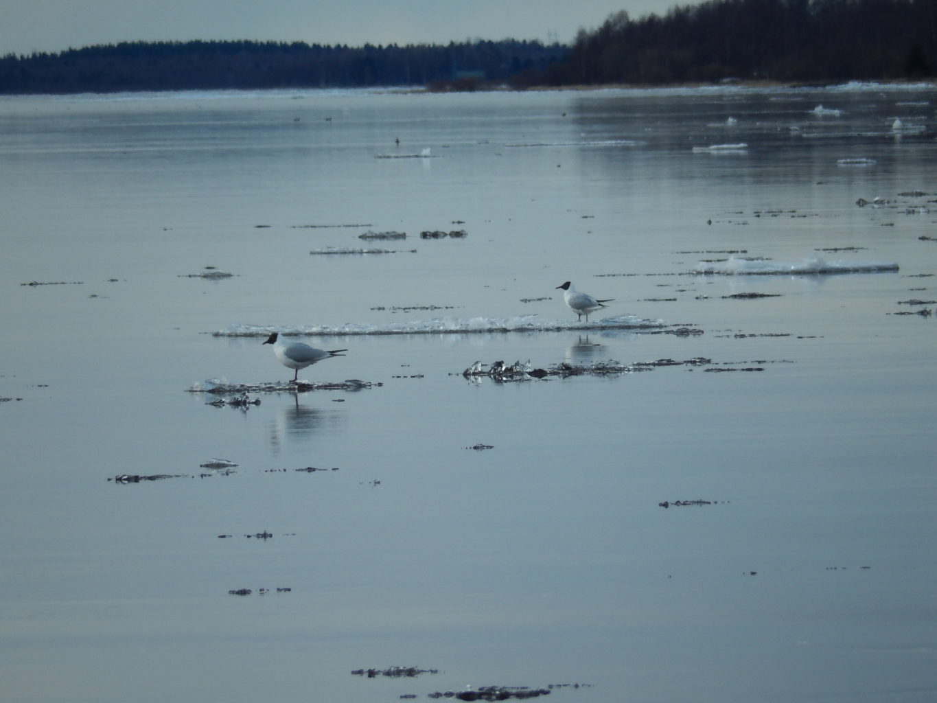 Valokuvaaja: Pirkko Siukonen