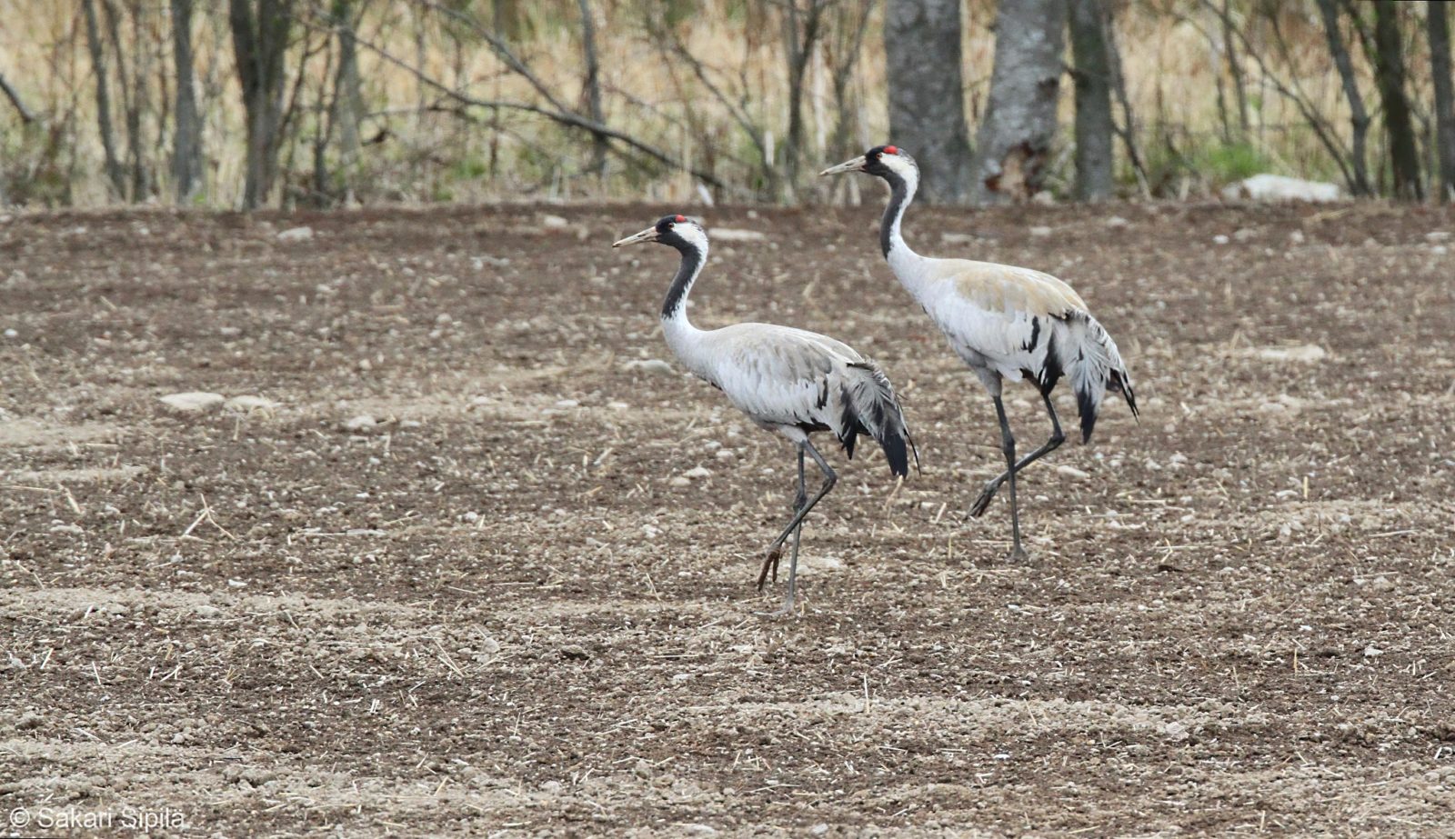 Valokuvaaja: Sakari Sipilä