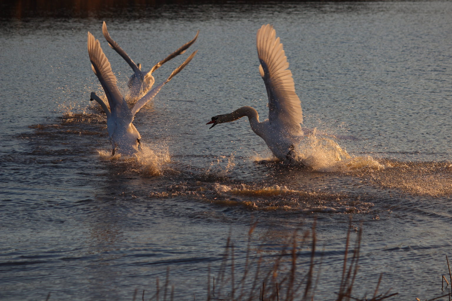 Valokuvaaja: Paija Aila