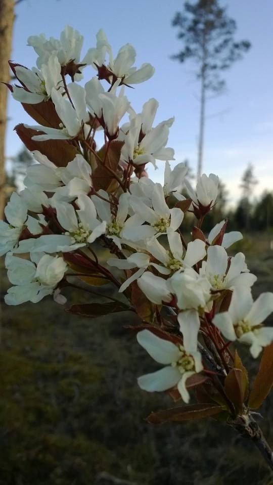 Valokuvaaja: Silja Åkerfelt
