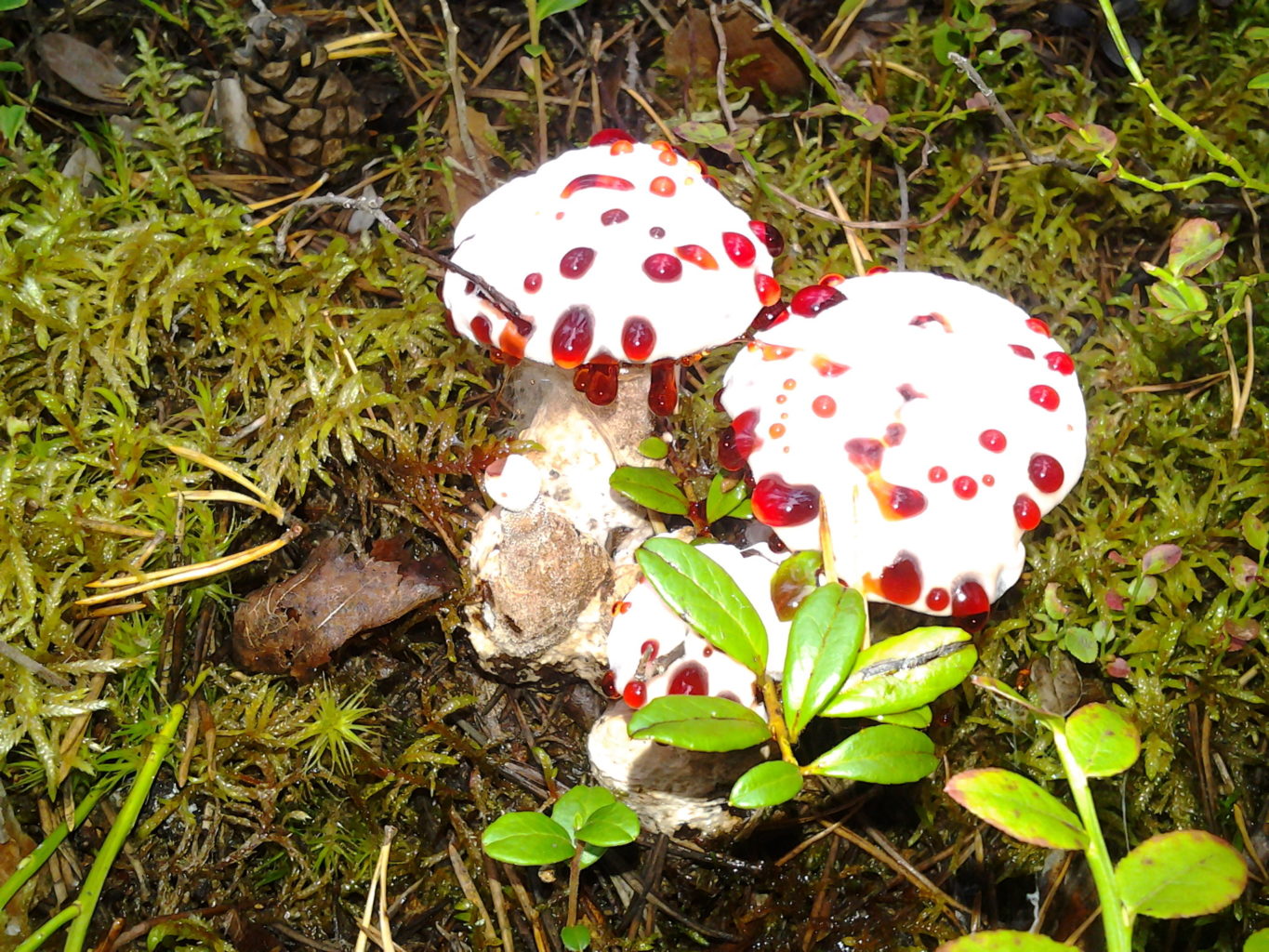 Valokuvaaja: Johanna Marjomaa