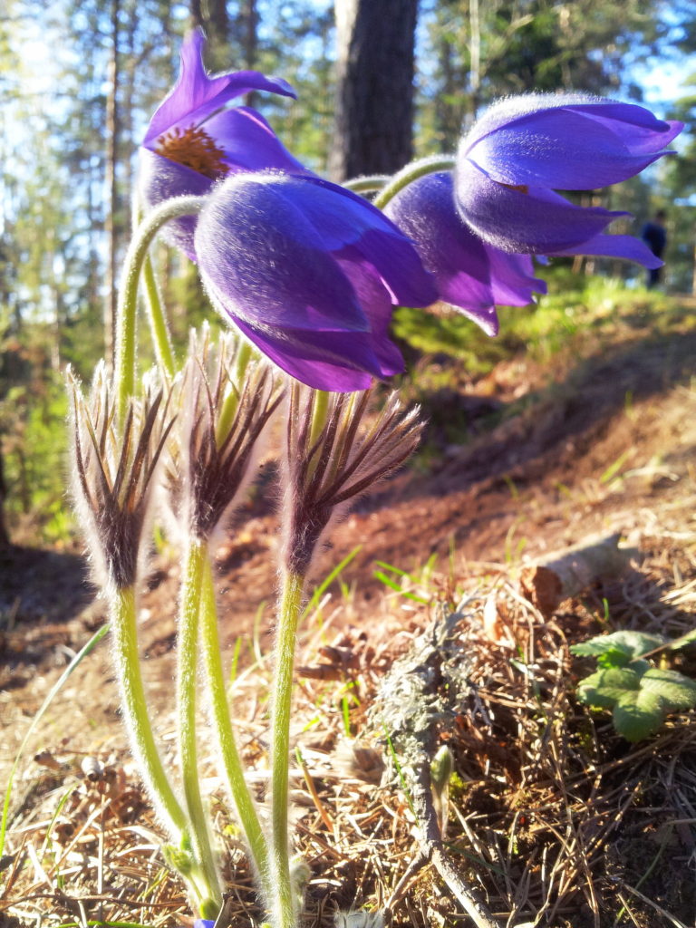 Valokuvaaja: Tuulikki Piikkilä