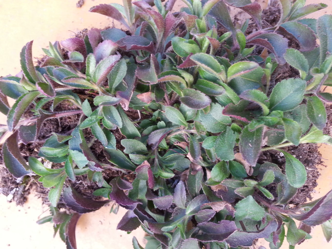 Valokuvaaja: kari tuovinen