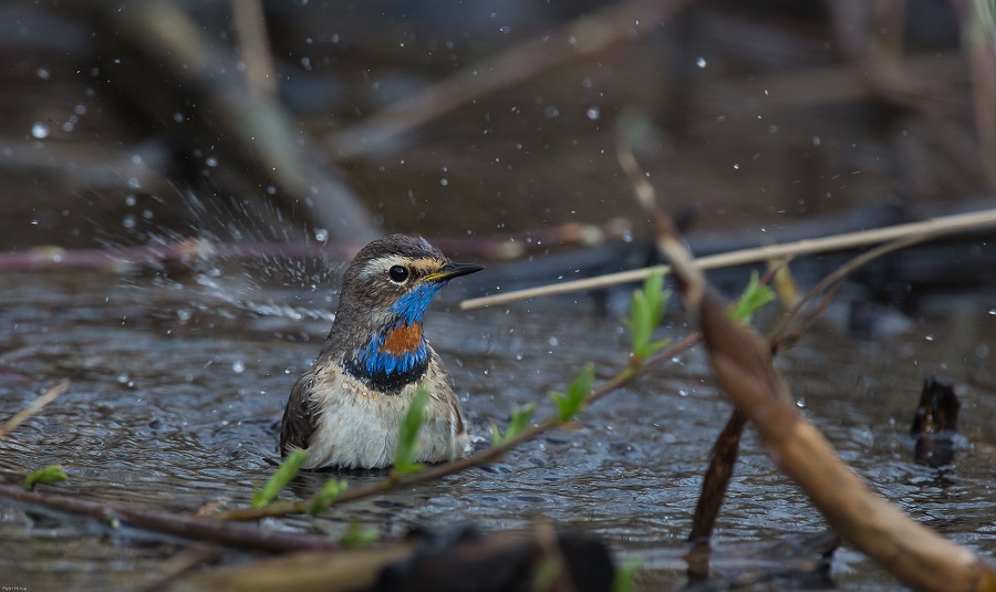 Valokuvaaja: Petri Hirva