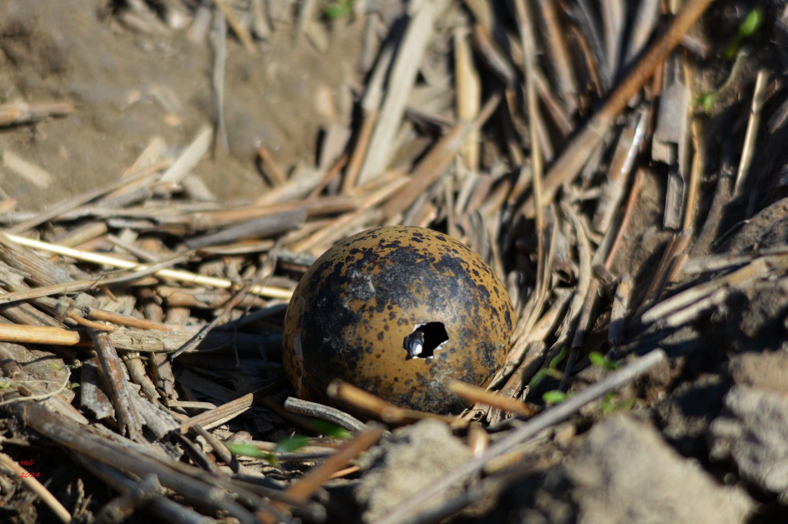 Valokuvaaja: Heli Korhonen