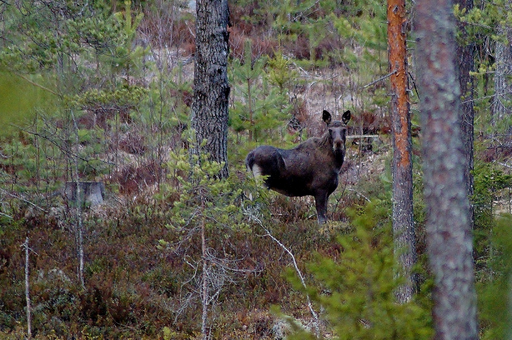 Valokuvaaja: Maarit Siitonen Valokuvaaja: Maarit Siitonen