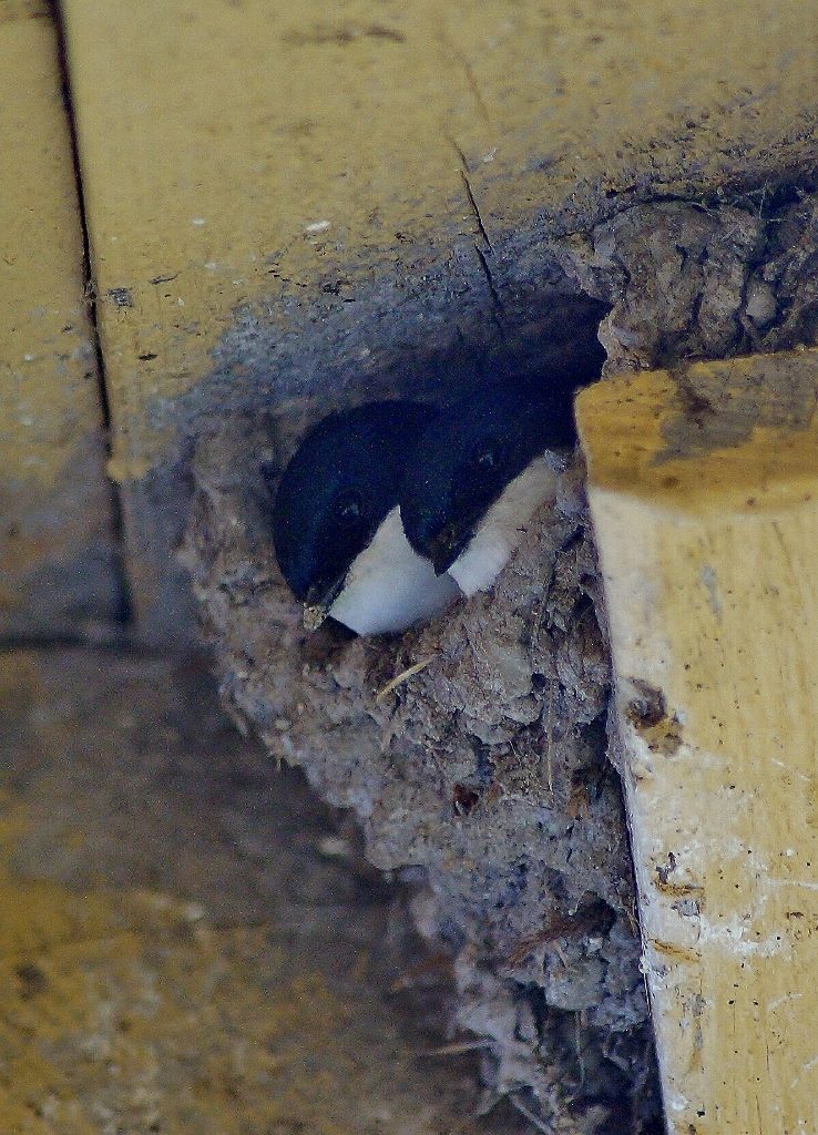 Valokuvaaja: Maarit Siitonen