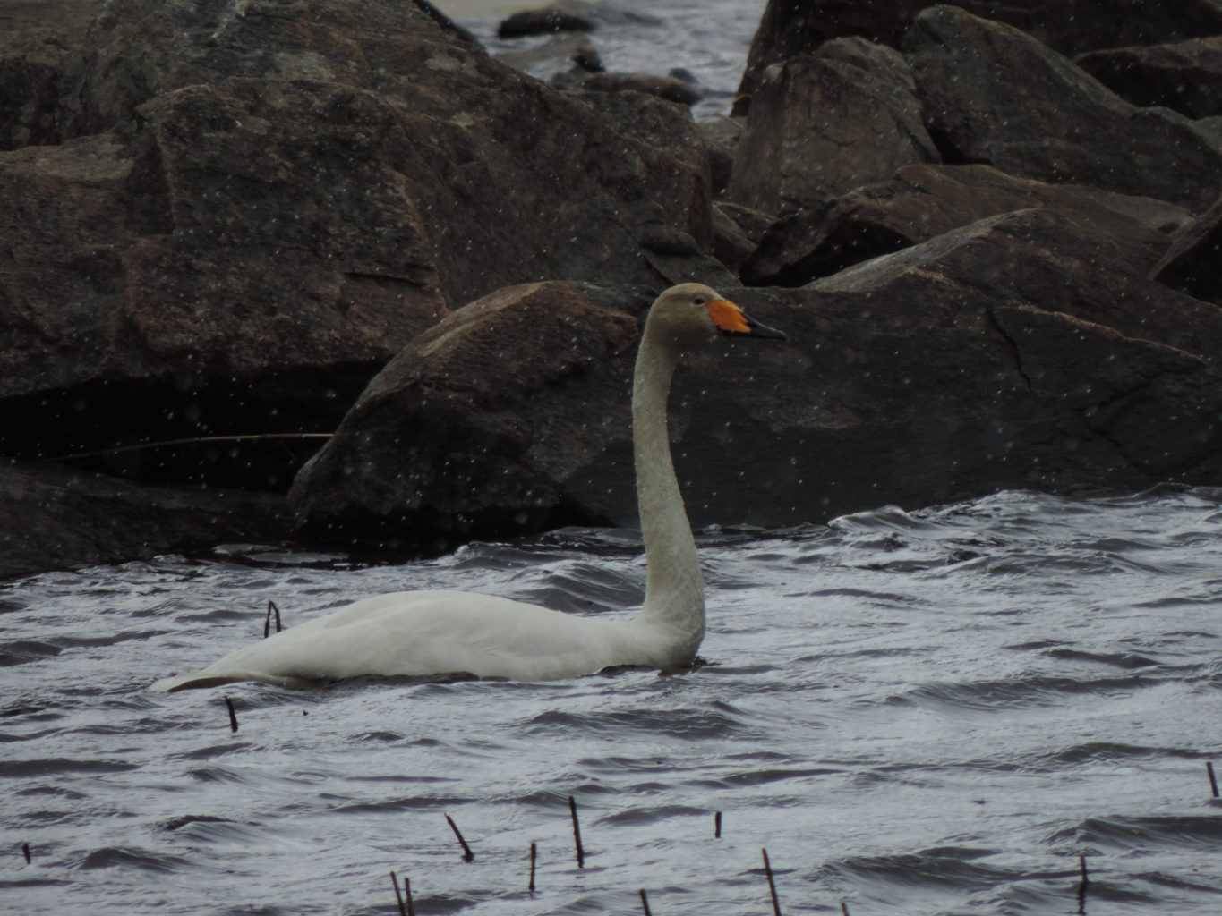 Valokuvaaja: Helena Sytelä