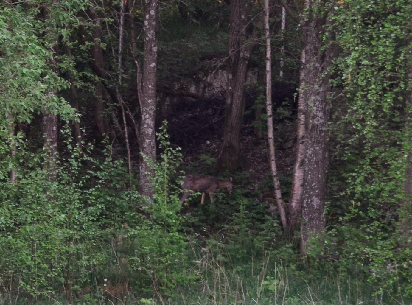 Valokuvaaja: Heidi Gonen