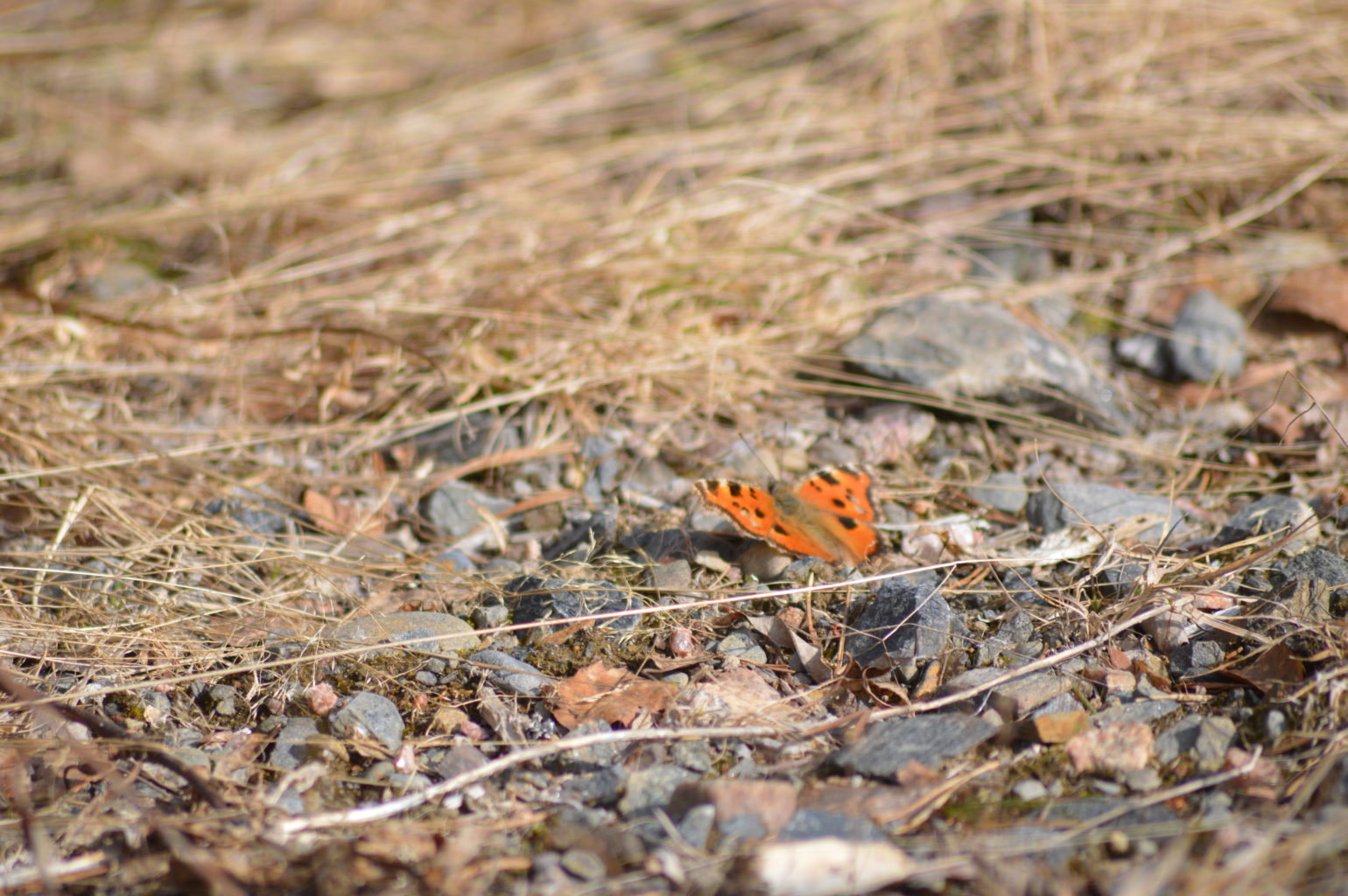 Valokuvaaja: Mirja Kivelä