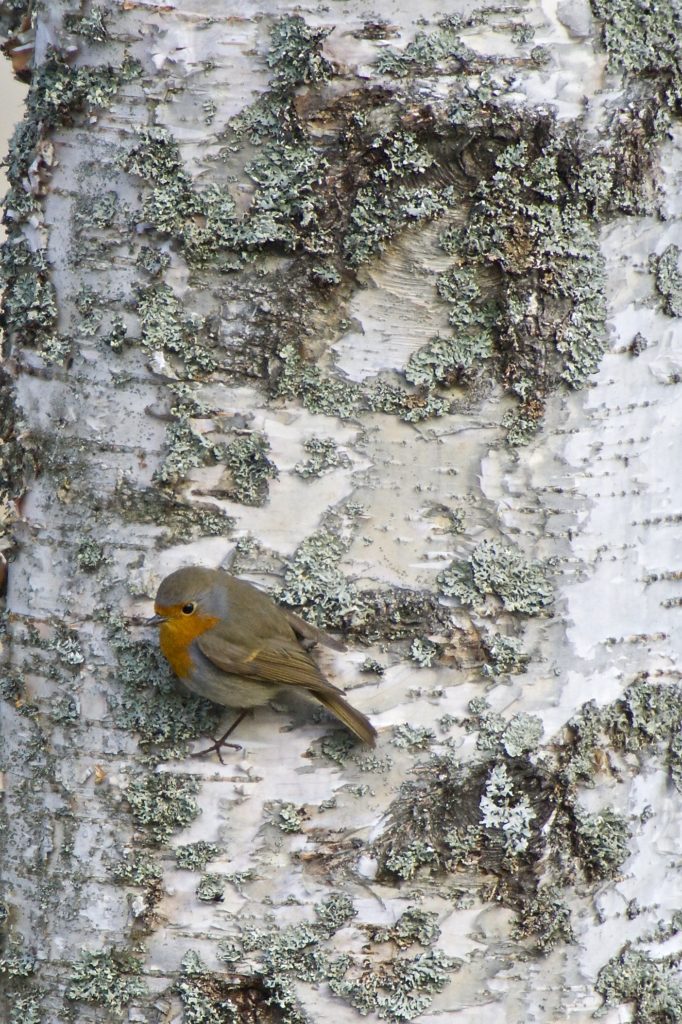 Valokuvaaja: Esa Mertanen