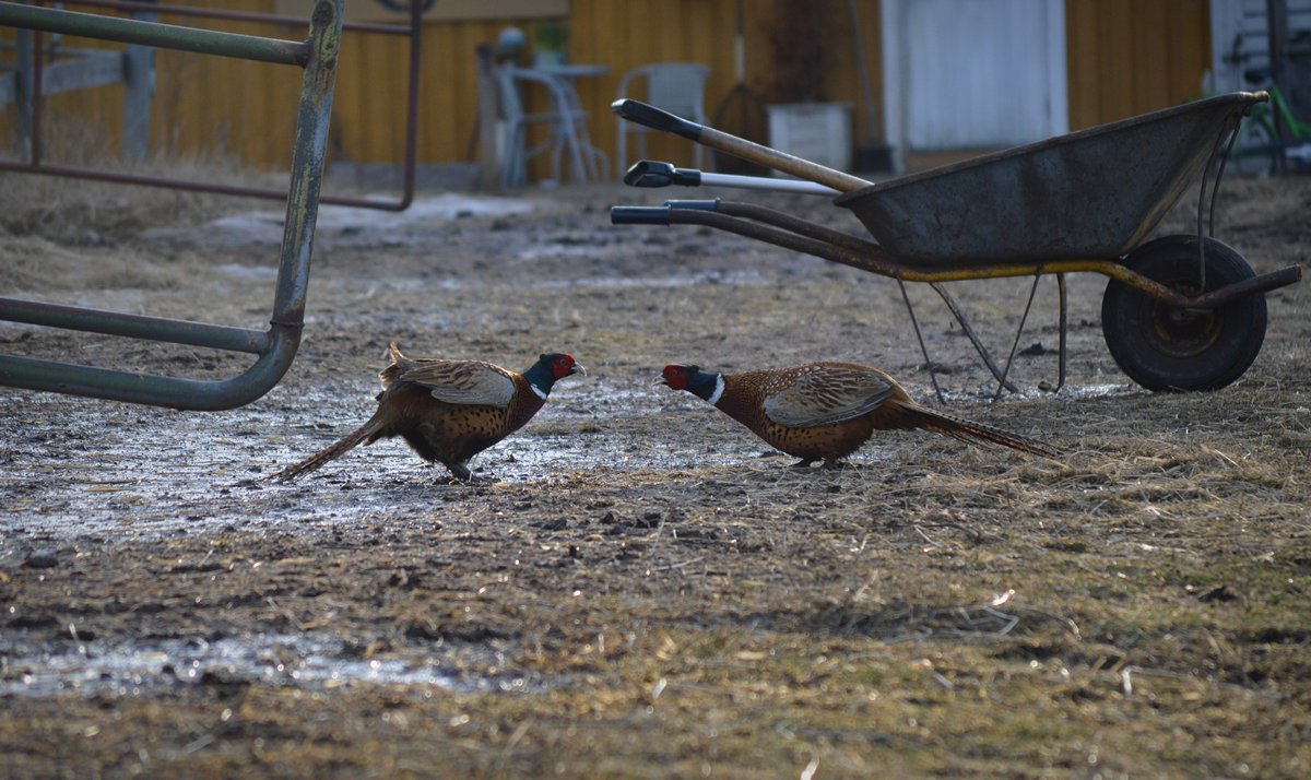 Valokuvaaja: Antti Keränen