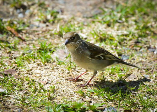 Valokuvaaja: Esa Mertanen