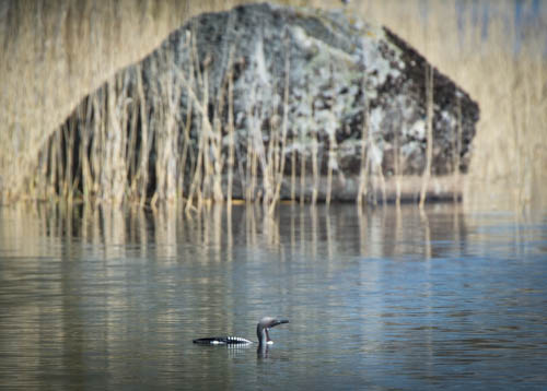 Valokuvaaja: Esa Mertanen